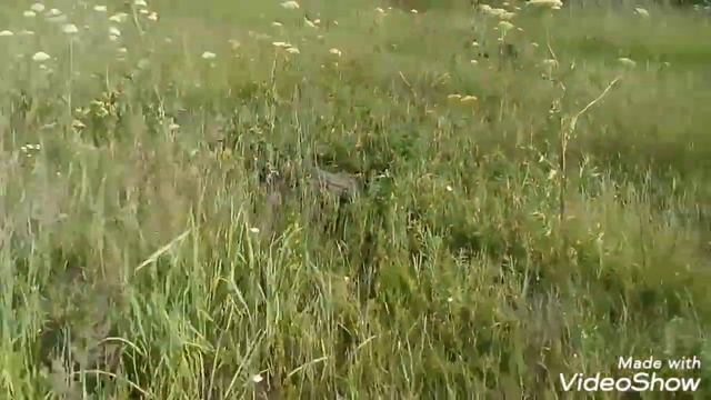 Прогулка в посадки.Берёзовые веники.Грибочки. смотреть онлайн