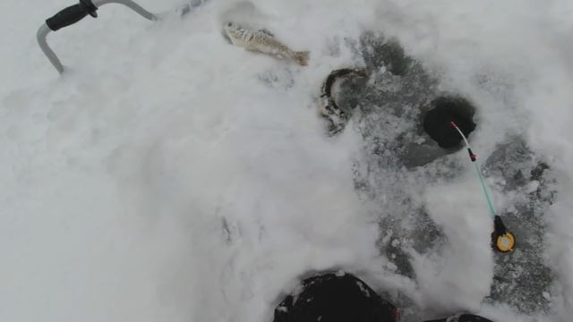 Зимняя рыбалка на ХАРИУСА. смотреть онлайн