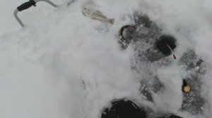 Зимняя рыбалка на ХАРИУСА.