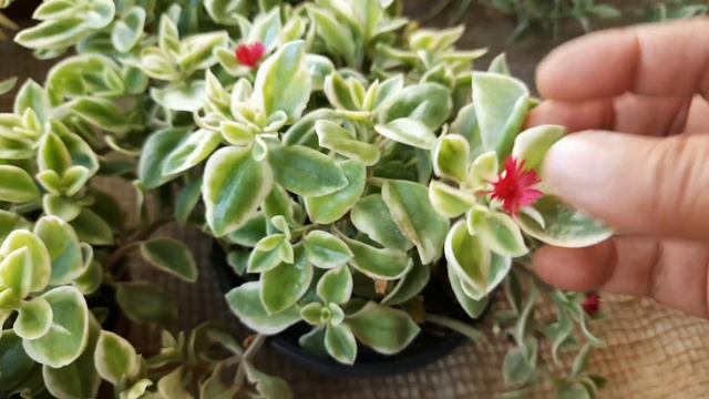 FAÇA ISSO e sua ROSINHA de sol vai dar muita flor, o ano todo, é muito fácil смотреть онлайн