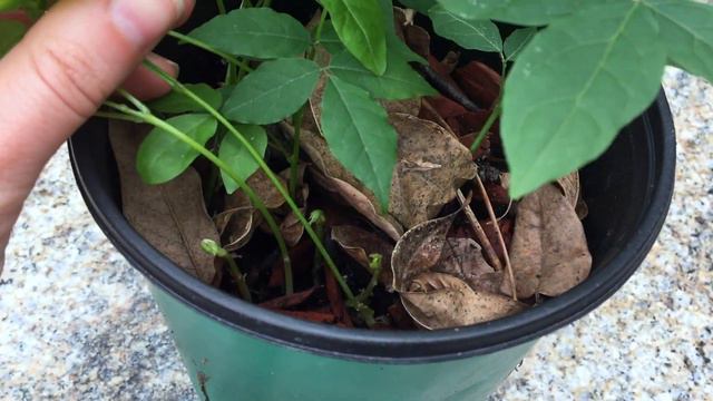 THE ONLY WAY TO GROW WISTERIA/WYSTERIA (WITH FULL UPDATES) #HappyEarthDay | BirdofParadise смотреть онлайн