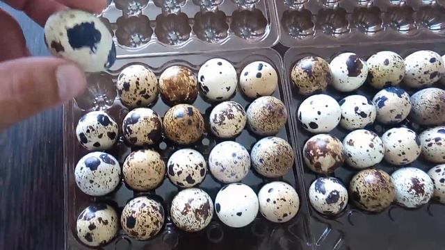 Как выбрать перепелиное яйцо для инкубации! Перепела от яйца и до забоя Ч1