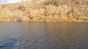 ловля хариуса на балду . хариус