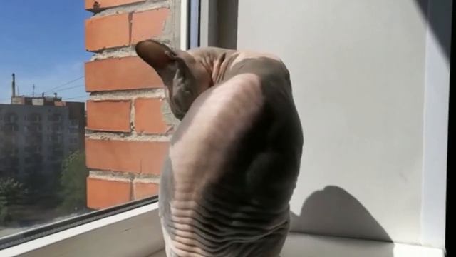 МЕМ ! ЧИХ НА ЗЛОБУ ДНЯ)! смотреть онлайн