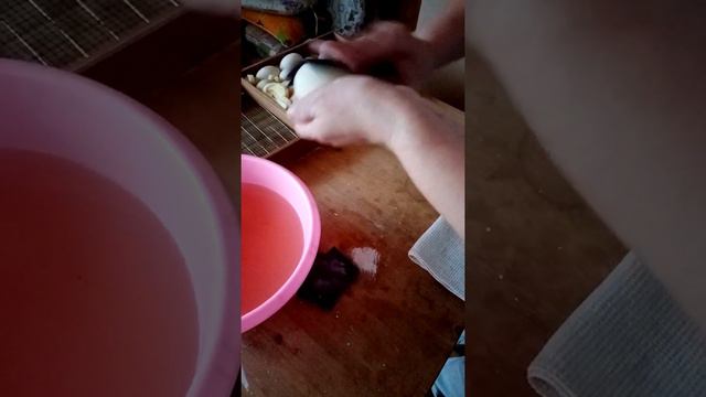 16 сутки инкубации индоутиного яйца. смотреть онлайн