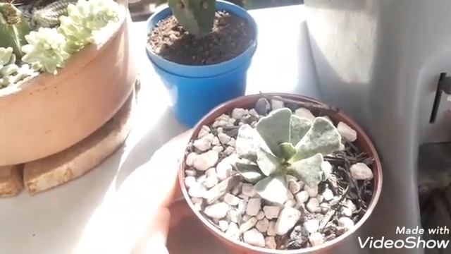 Suculenta Patinha De Tartaruga. 
Adromischus Cooperii
