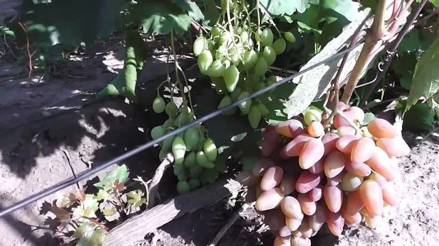 3 новые суперранние (созревание на 15 июля) гибридные формы винограда Голуба Анатолия Алексеевича смотреть онлайн