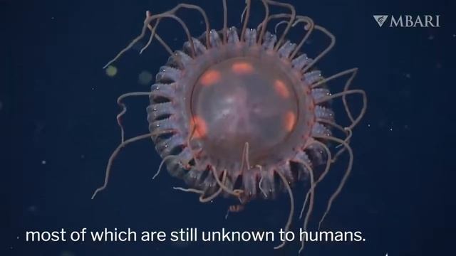 В «полуночной зоне» Тихого океана нашли необычных медуз. смотреть онлайн