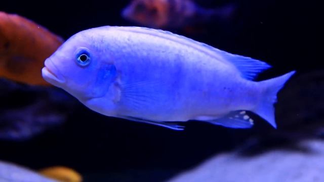 AFRICAN CICHLIDS | MOST BEAUTIFUL FRESHWATER AQUARIUM FISH