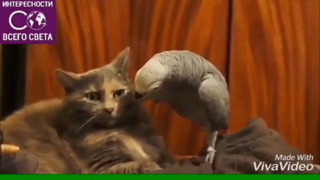 ЕСЛИ БЫ Я БЫЛА ЭТОЙ КОШКОЙ , Я БЫ ЭТОГО ПОПУГАЯ СОЖРАЛА БЫ! А КАК ПОСТУПИЛИ БЫ ВЫ? смотреть онлайн