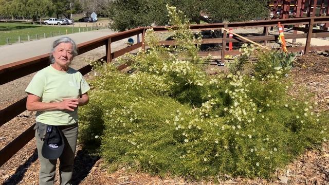 The grevillea paniculata plant has a wonderful scent! смотреть онлайн