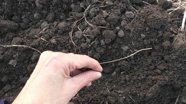 Посадка моркови ? Посев и выращивание овощей по технологии Гордеевых