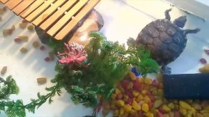 ?Мои черепахи?Уход за черепахами?