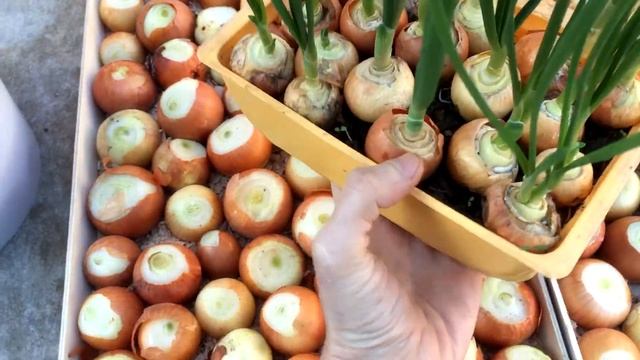 Выращивание зеленого лука. Два способа посадки смотреть онлайн