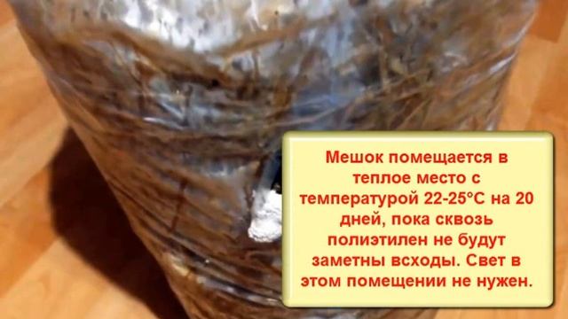 Как выращивать вешенки дома без мицелия из покупных грибов смотреть онлайн