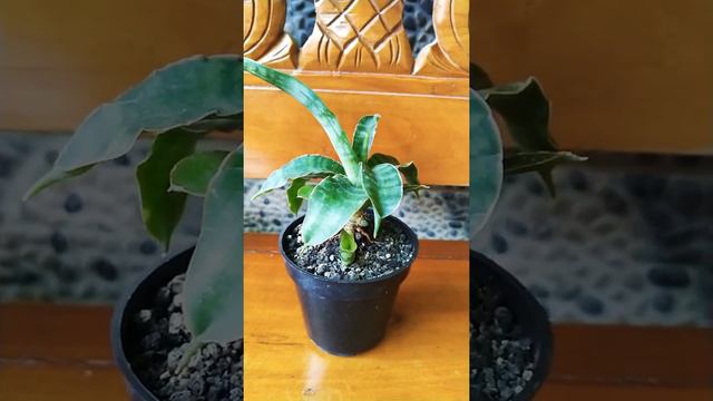 Sansevieria Roxburghiana