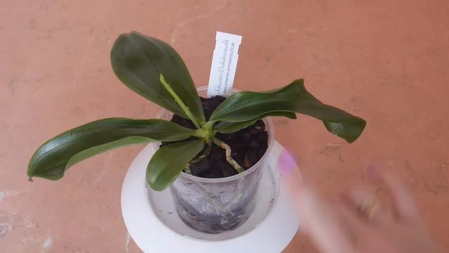 Phalaenopsis tetraspis растит цветонос ))) смотреть онлайн