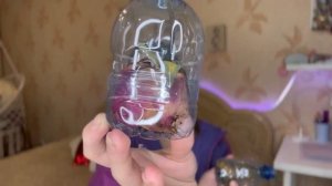 Что я привезла из Артека ? / АРТЕК /что купить в Артеке ? Цены в Артеке …