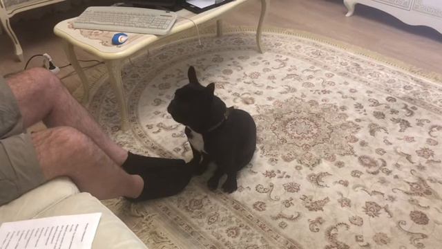 Французский Бульдог Марсик беседы о главном смотреть онлайн
