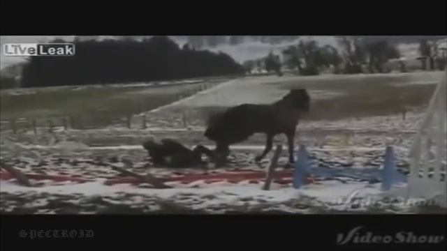 Молниеносные Удары Копытами смотреть онлайн