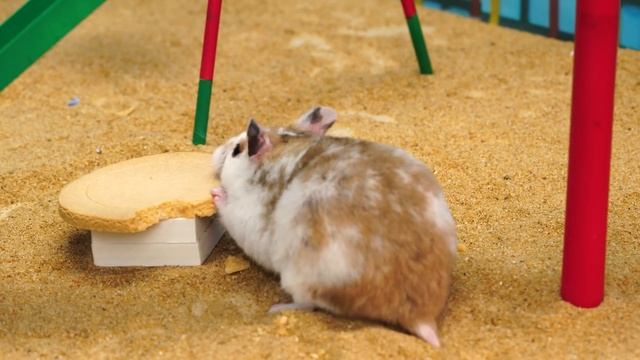 Squid Game vs Hamsterious: Honeycomb Candy Challenge (Part 1) смотреть онлайн