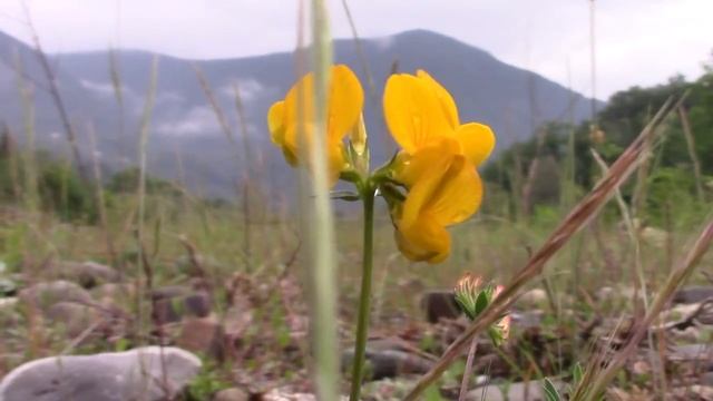 2017_05_30_ПЛАСТУНКА_СОЧИ.mp4 смотреть онлайн