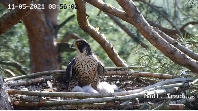 ~Nadleśnictwo Trzebież - Sokoły wędrowne - Pinia & Forest i 2 maluszki~ смотреть онлайн