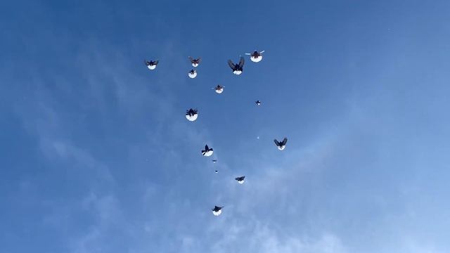 Приучаем к первому снегу! Ноябрь 2023. смотреть онлайн