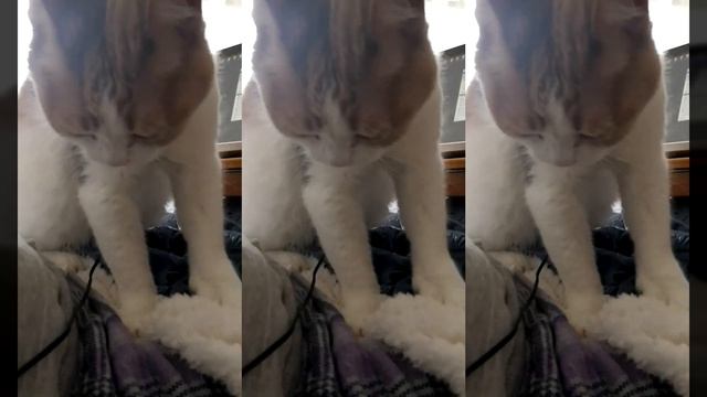 КОШКА ДЕЛАЕТ МАССАЖ смотреть онлайн
