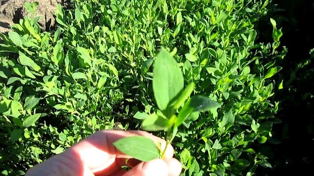 СПОРЫШ. ПОЛЕЗНЫЕ СВОЙСТВА смотреть онлайн