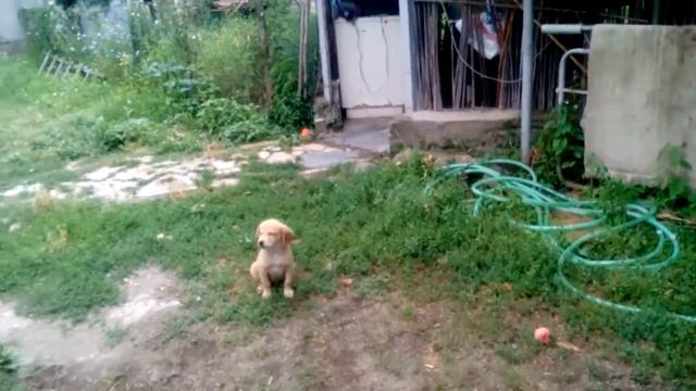 Я в деревне с собакой били смотреть онлайн