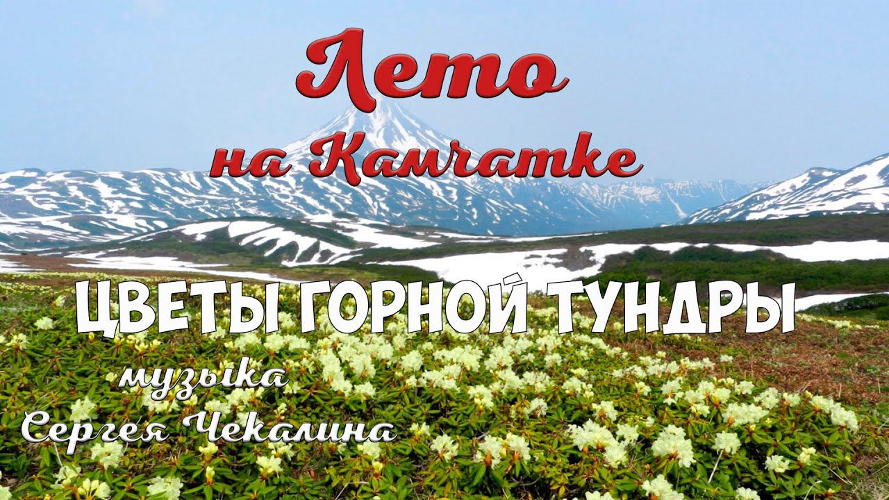 Камчатка Цветы горной тундры смотреть онлайн
