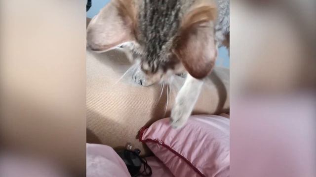 Саванна и веревочка. Приключения котика. Savannah and rope. Adventures of a cat. 薩凡納1 смотреть онлайн