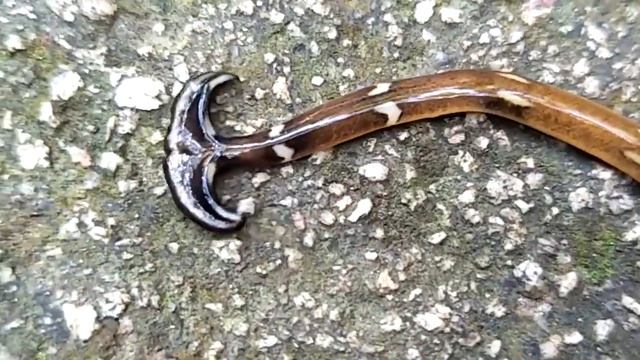 САМЫЕ НЕОБЫЧНЫЕ И СТРАННЫЕ ЖИВОТНЫЕ В МИРЕ. Топ 10 самых шокирующих животных. смотреть онлайн