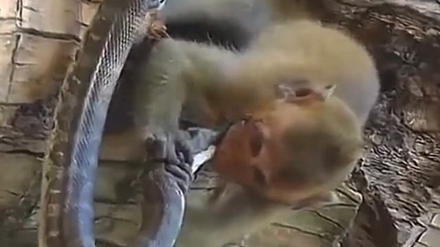 обезьяна и змея. monkey and snake. #animals смотреть онлайн