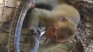 обезьяна и змея. monkey and snake. #animals