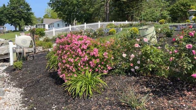 🌹 Peggy Martin’s Putting On A Show! | Training & Pegging Climbing Roses