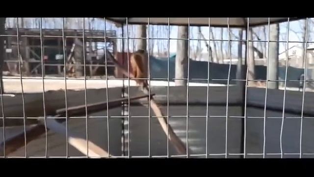 животные лесная куница смотреть онлайн