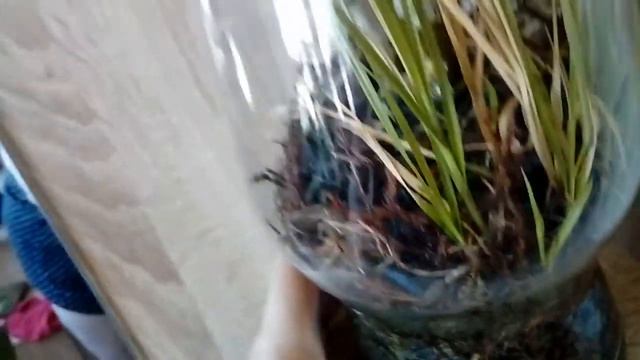 Дендрофаленопсис цветёт второй раз за год смотреть онлайн