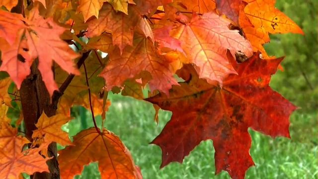 Песня Настя (авторская) | исп. Ю.Дзюба | Стихи: В.Торис смотреть онлайн