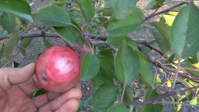 Яблоня РЕД КЕТТИ / Неприхотливый в выращивании сорт с красной мякотью
