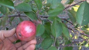 Яблоня РЕД КЕТТИ / Неприхотливый в выращивании сорт с красной мякотью