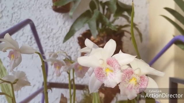 Древесный папоротник Platycerium Платицерум(оленьи рога)-уход.Ссылка на видео о пересадке ниже