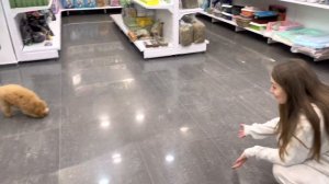 Первый раз у грумера. Первая стрижка той-пуделя Лео