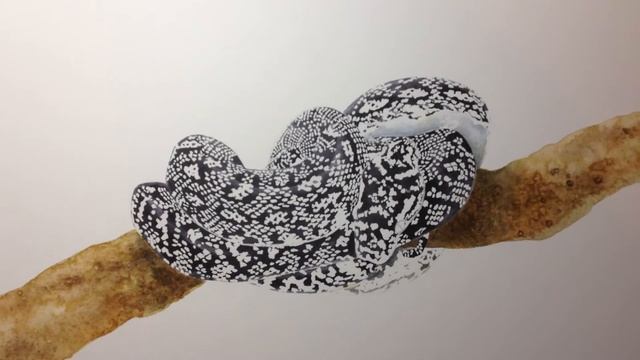 Watercolour painting of a Diamond Python смотреть онлайн