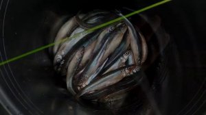 Ловля корюшки с лодки.