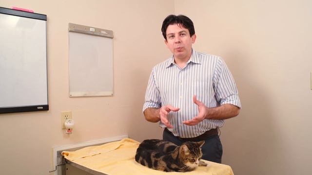 Is my cat fat? Mr. Pirate and Clawdia demonstrate how to tell. смотреть онлайн