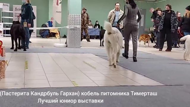 КРИС (Пастерита Кандрбуль Гархан)ЮКЧК, Лучший юниор кобель 1/4, Лучший юниор 1/7 смотреть онлайн