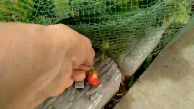 ИЮНЬ ДАЧКА Период активного роста растений смотреть онлайн