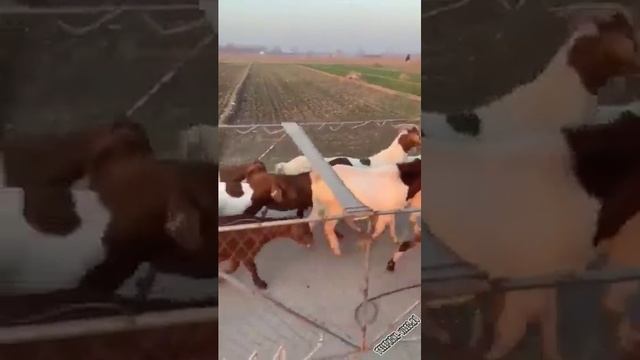 прогулка ребятам на фронт я там уже был и знаю каково это 2202 2003 4591 2586 сбер смотреть онлайн